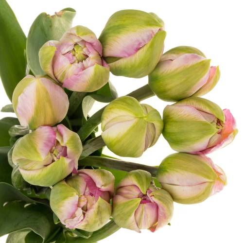 Franz.pink doppel  Pinza 75 Gramm 50cm