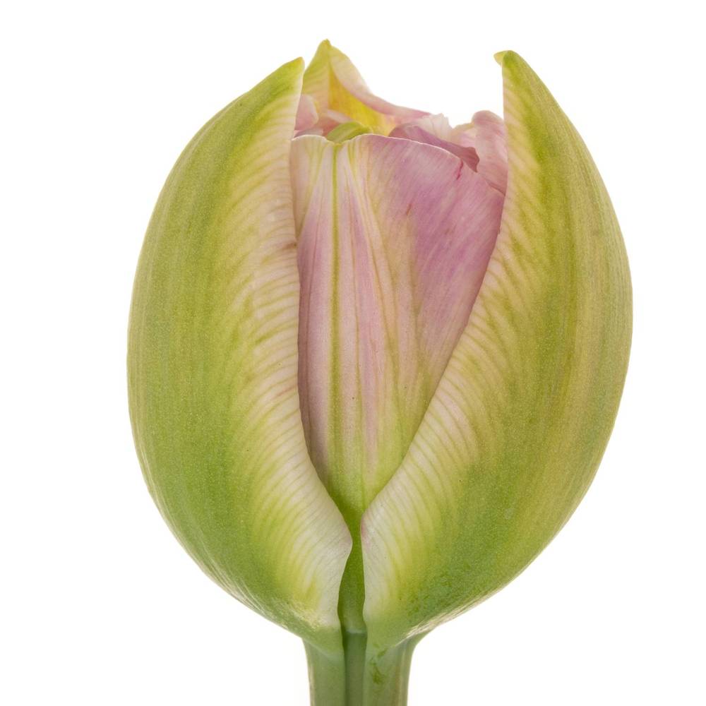 Franz.pink doppel  Pinza 75 Gramm 50cm