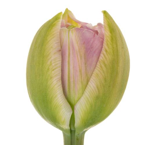 Franz.pink doppel  Pinza 75 Gramm 50cm