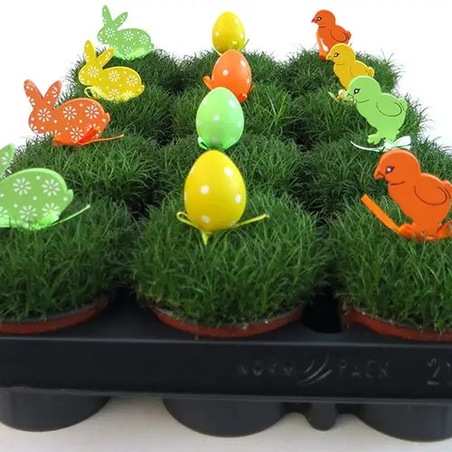 Sagina Procumbens Ostern mix T09 H010