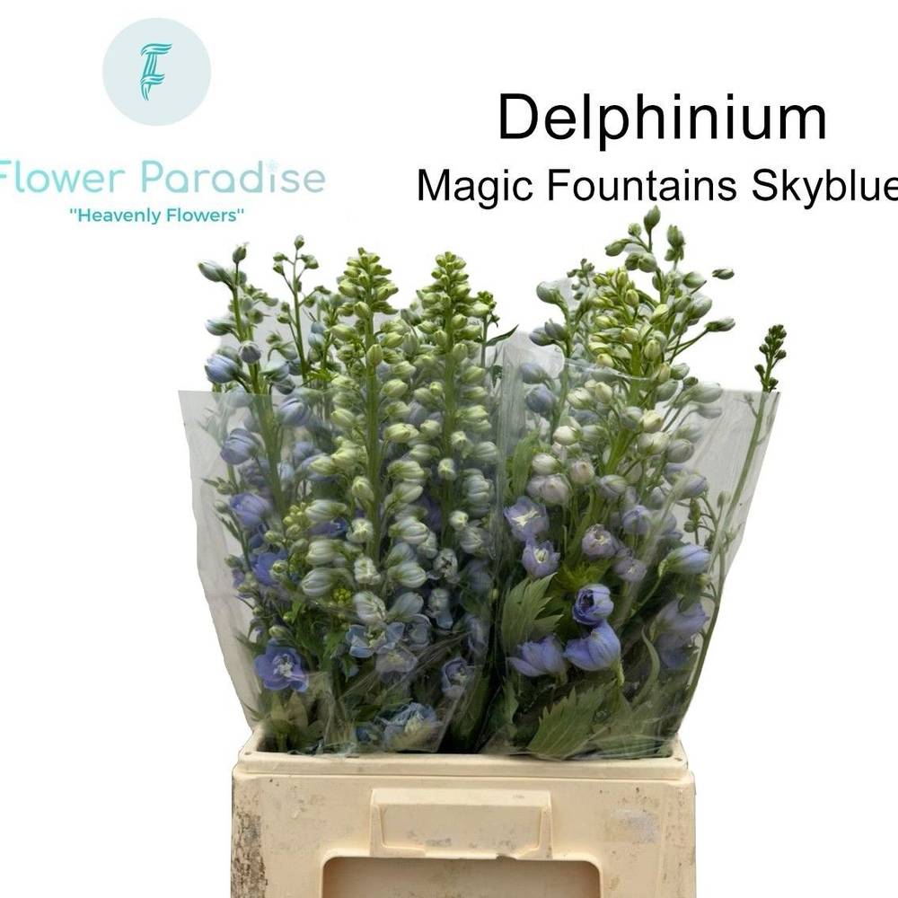Delphinium hell blau  Magic Fountains  60cm