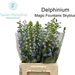 Delphinium hell blau  Magic Fountains  60cm