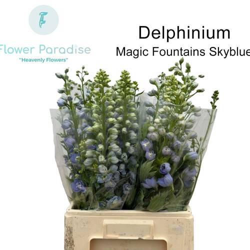 Delphinium hell blau  Magic Fountains  60cm