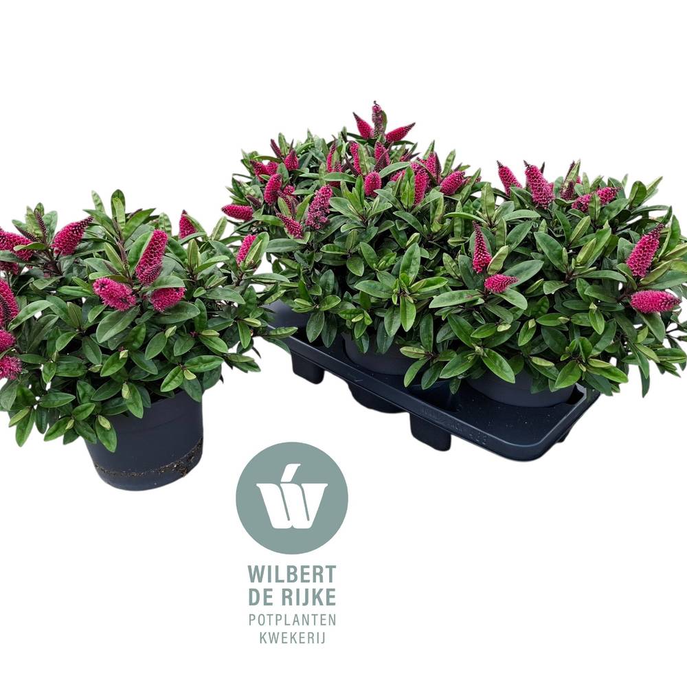 Hebe Kirikau dunkel rosa T19 H035