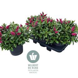 Hebe Kirikau dunkel rosa T19 H035