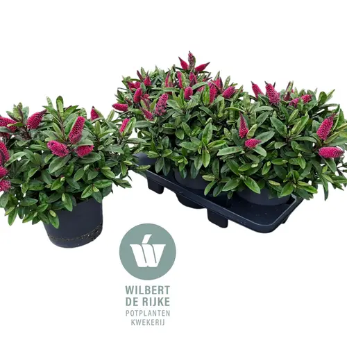 Hebe Kirikau dunkel rosa T19 H035