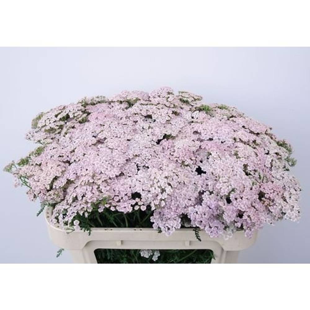 Achillea hell rosa Pink Dream 65cm