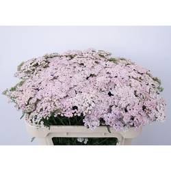 Achillea hell rosa Pink Dream 65cm