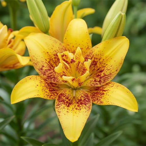 Lilie asiatisch gelb-rot Double Nugget 4+ Blüte 90cm