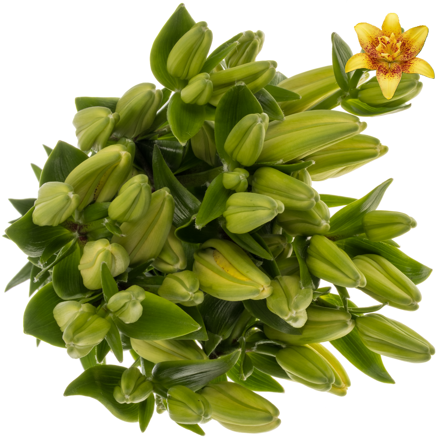 Lilie asiatisch gelb-rot Double Nugget 4+ Blüte 90cm