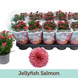 Chrys.Jellyfish hell rosa T12 H025