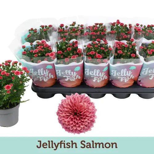 Chrys.Jellyfish hell rosa T12 H025