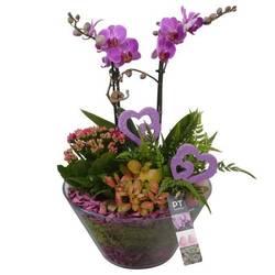 Phal.Arr PTVMG4953 T26 H043