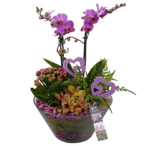 Phal.Arr PTVMG4953 T26 H043