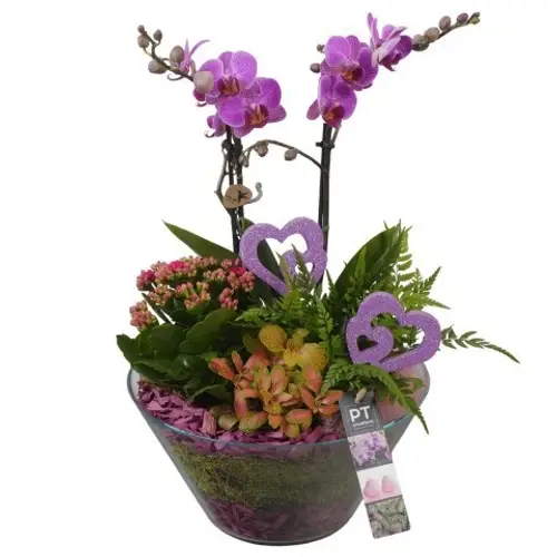 Phal.Arr PTVMG4953 T26 H043