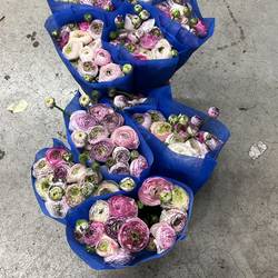 Ranunkel dunkel lila-creme Cappuccino Cloni Super 45cm