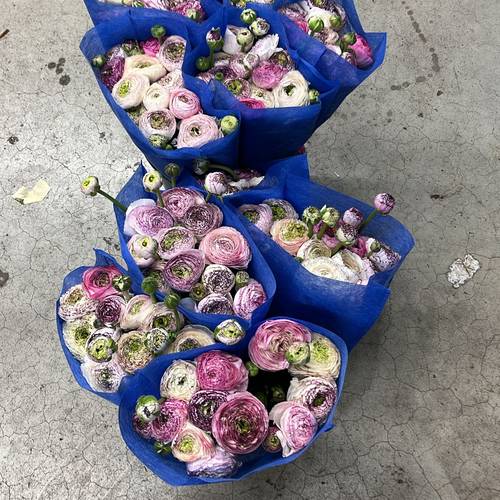 Ranunkel dunkel lila-creme Cappuccino Cloni Super 45cm