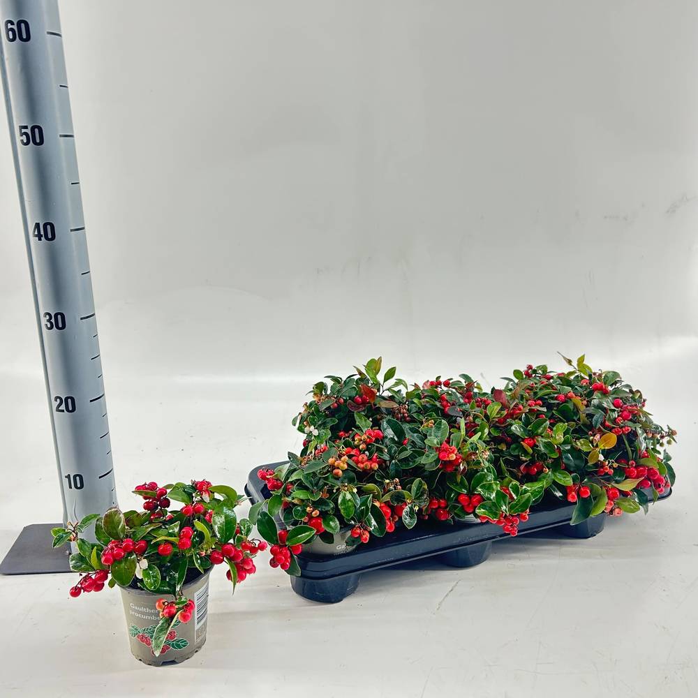 Gaultheria Big Berry T10,5 H015