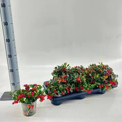 Gaultheria Big Berry T10,5 H015