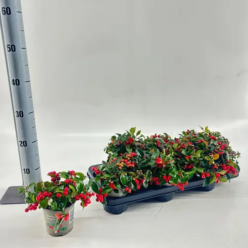Gaultheria Big Berry T10,5 H015