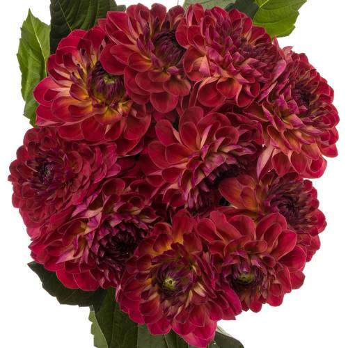 Dahlia or/rot Dancing Don 60cm