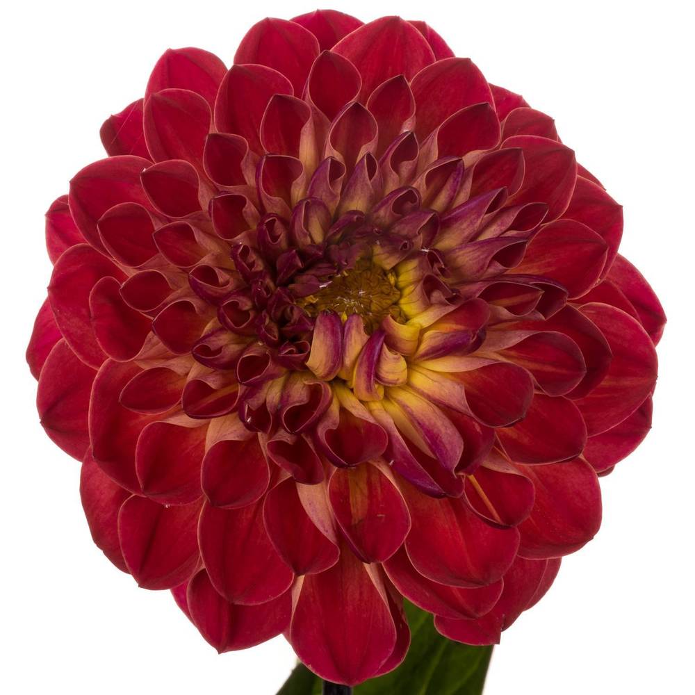 Dahlia or/rot Dancing Don 60cm