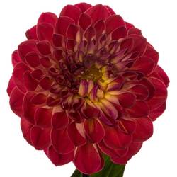 Dahlia or/rot Dancing Don 60cm