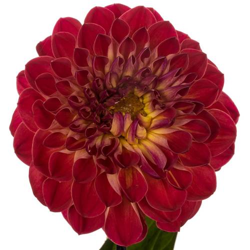 Dahlia or/rot Dancing Don 60cm
