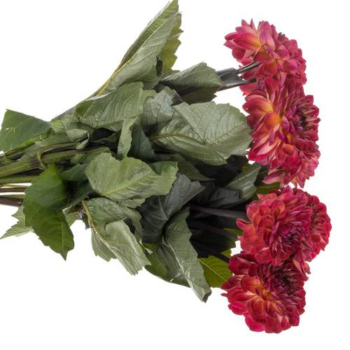 Dahlia or/rot Dancing Don 60cm
