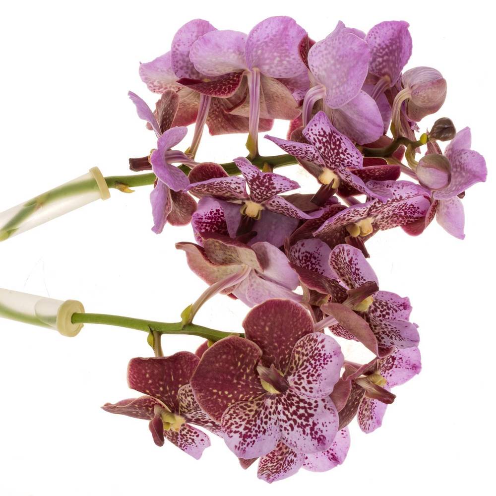 Vanda pink Divana 16 Blüten 3 Stiele