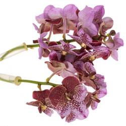 Vanda pink Divana 16 Blüten 3 Stiele