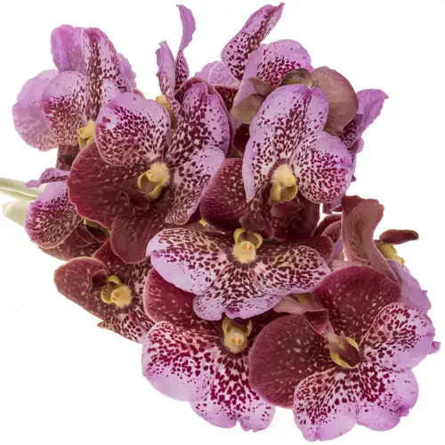Vanda pink Divana 16 Blüten 3 Stiele