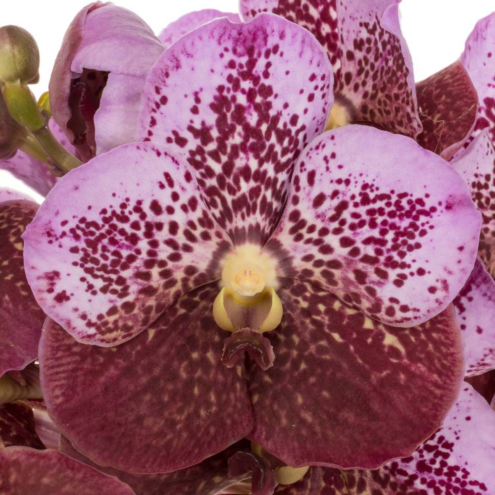 Vanda pink Divana 16 Blüten 3 Stiele