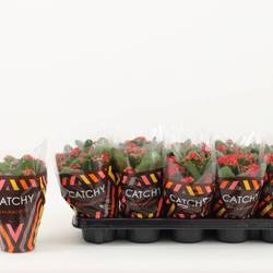 Kalanchoe Gef. rot Catchy Season T10,5 H023