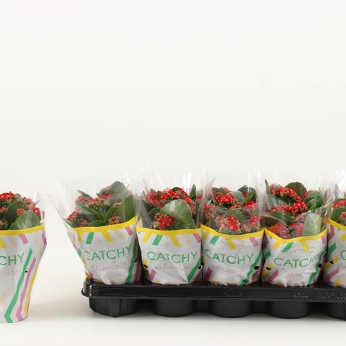 Kalanchoe Gef. rot Catchy Season T10,5 H023
