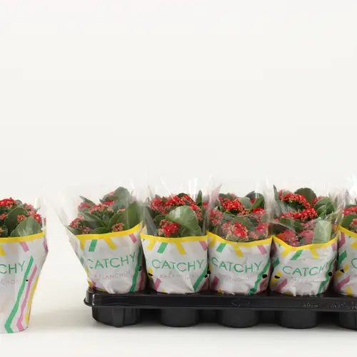 Kalanchoe Gef. rot Catchy Season T10,5 H023
