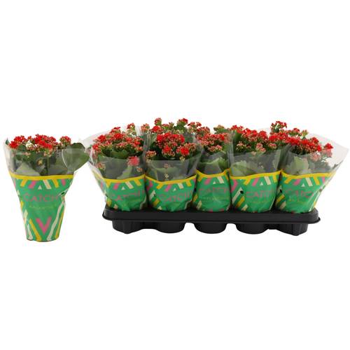 Kalanchoe Gef. rot Catchy Season T10,5 H023