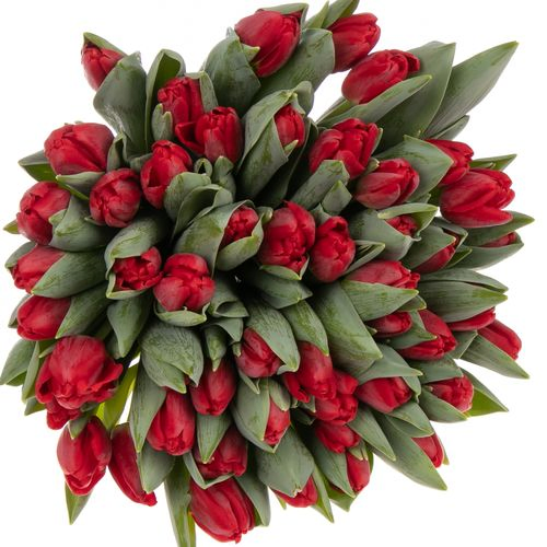 Tulpe rot Antartica 32 Gramm