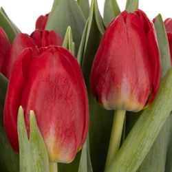 Tulpe rot Antartica 32 Gramm