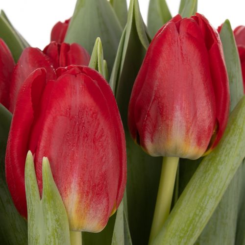 Tulpe rot Antartica 32 Gramm