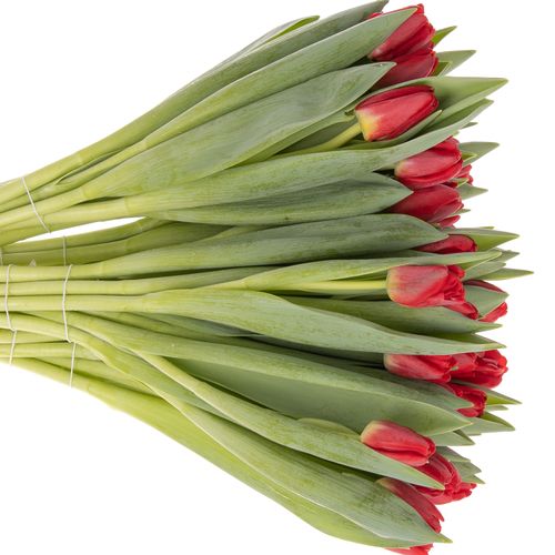 Tulpe rot Antartica 32 Gramm
