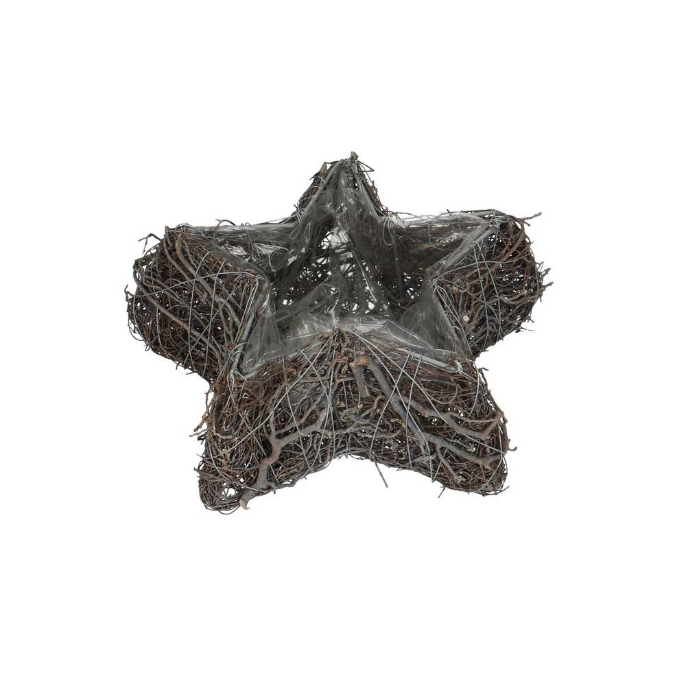 Mühlenbeckia Übertopf Stern weiss d23cm