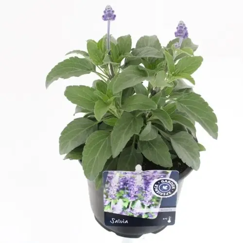 Salvia Farinacea T13 H030