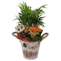 Chamaed.Arr PTHI3362 Herbst T13 H032