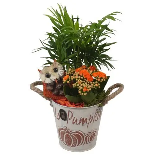 Chamaed.Arr PTHI3362 Herbst T13 H032