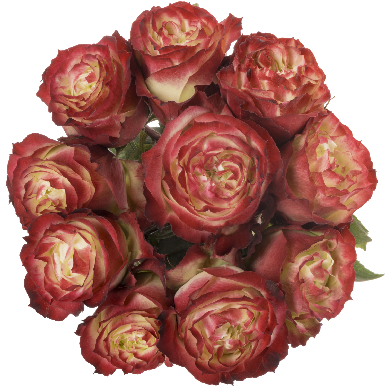 Rose rot/creme Apple Jack 50cm X10