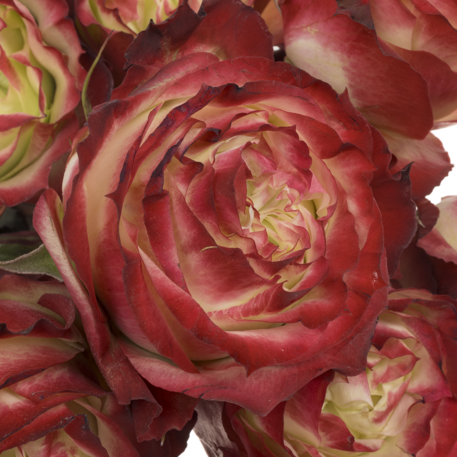 Rose rot/creme Apple Jack 50cm X10