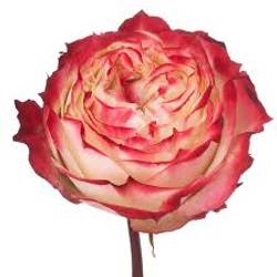 Rose rot/creme Apple Jack 40cm X10