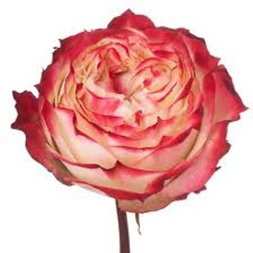Rose rot/creme Apple Jack 40cm X10
