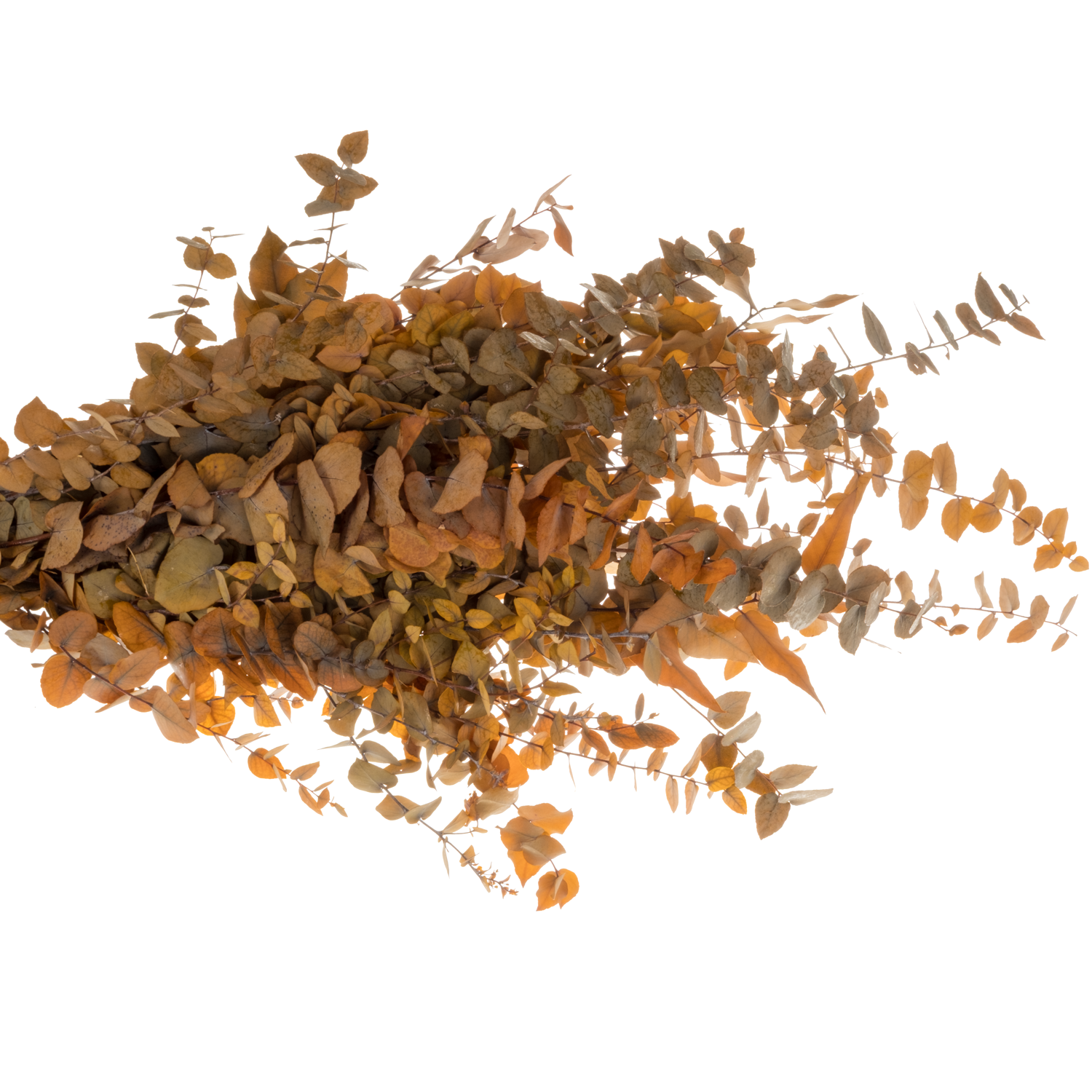 Populus dunkel gelb Stuartiana Präpariert 150 Gramm 70cm
